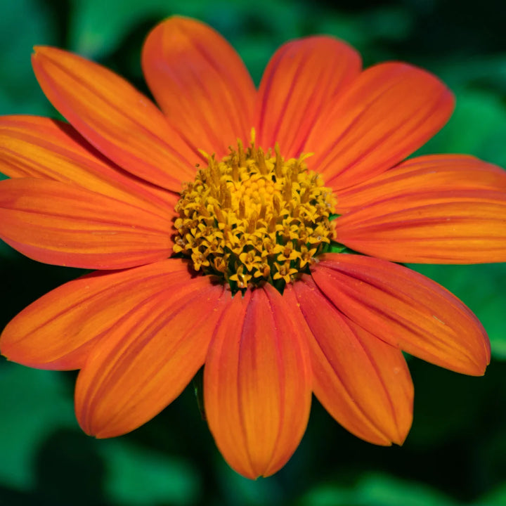 Tithonia/ Mexican Sunflower Fiesta Del Sol