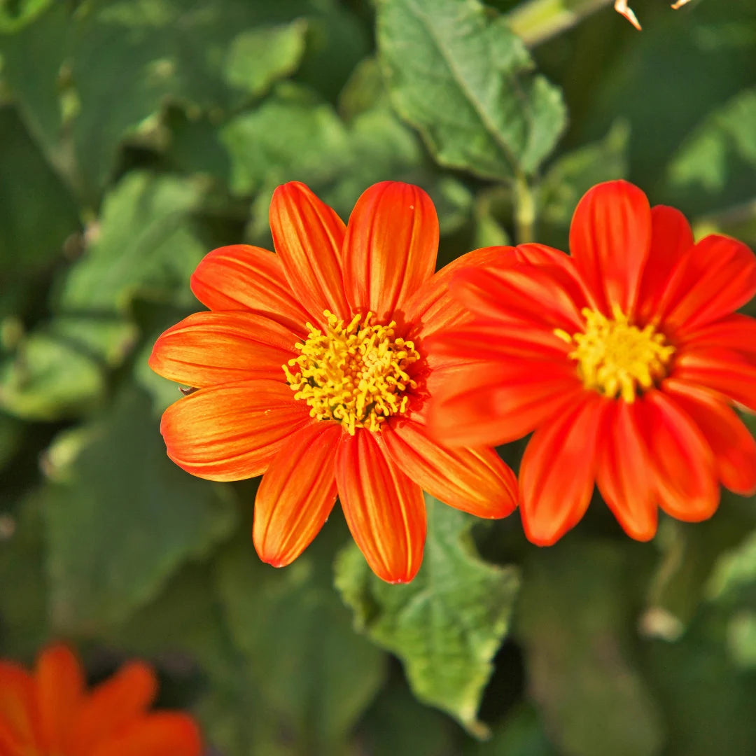 Tithonia/ Mexican Sunflower Fiesta Del Sol