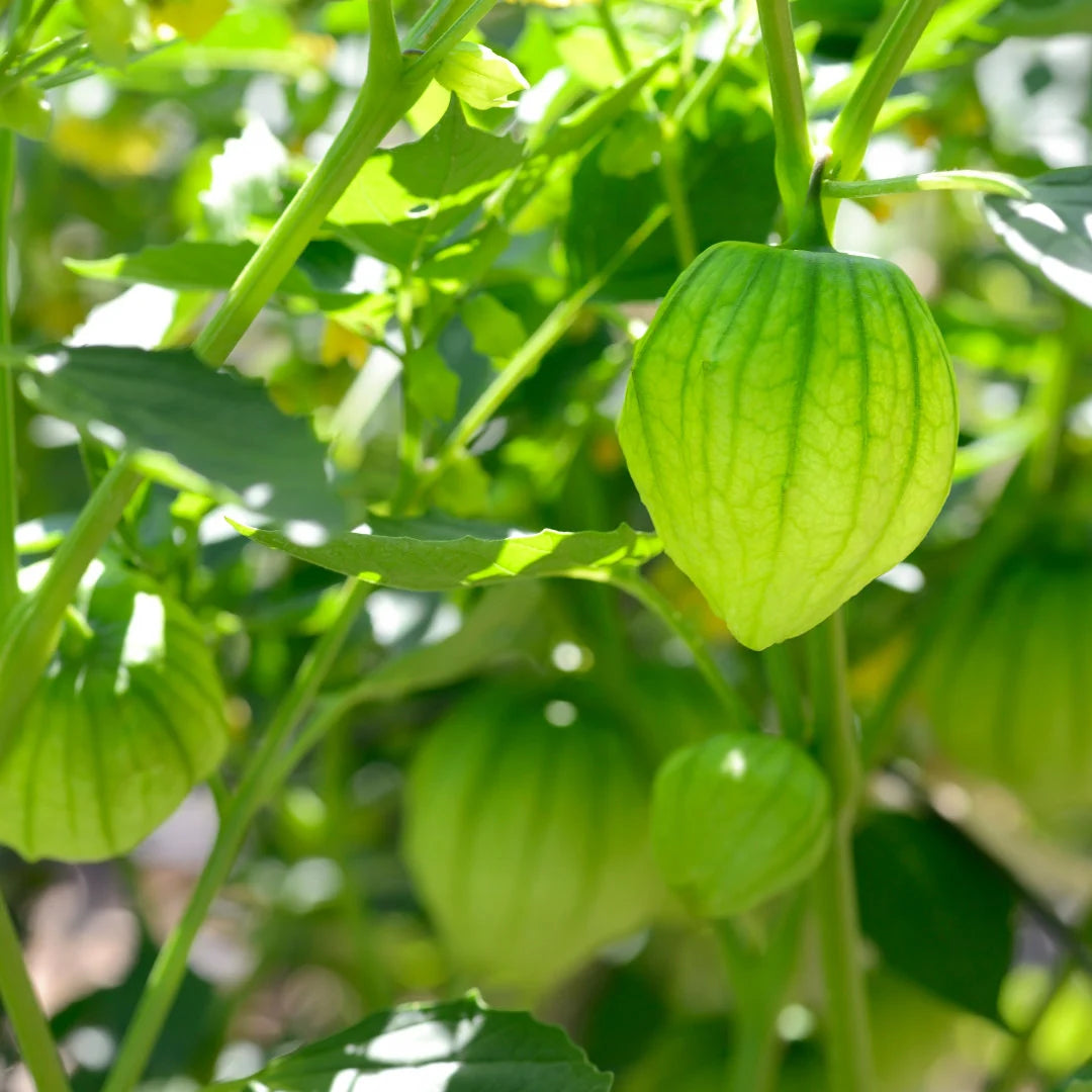 Rio Grande Verde Tomatillo