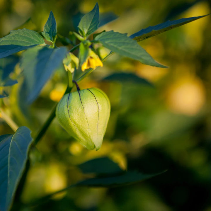 Rio Grande Verde Tomatillo