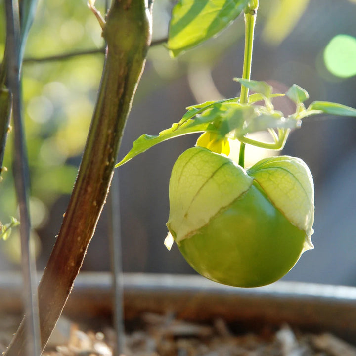 Rio Grande Verde Tomatillo