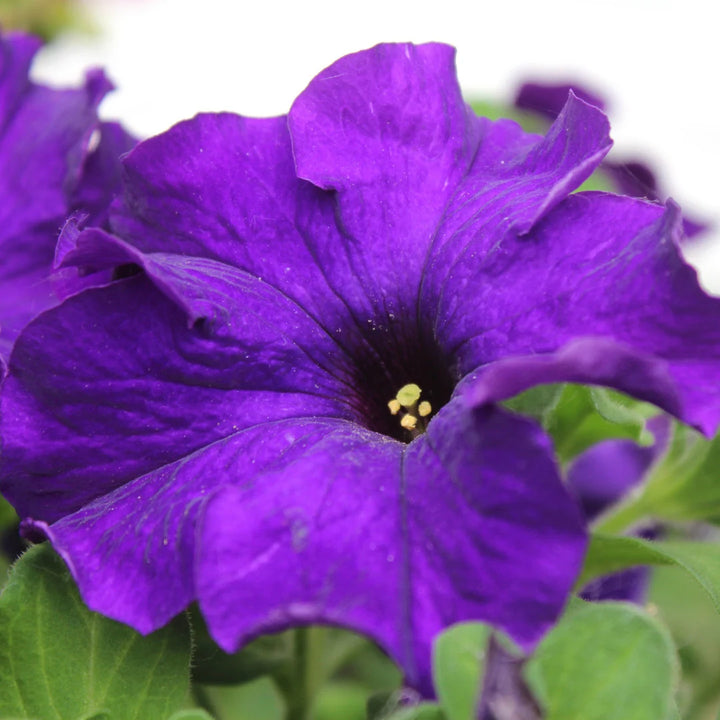 TriTunia™ Blue Hybrid Petunia