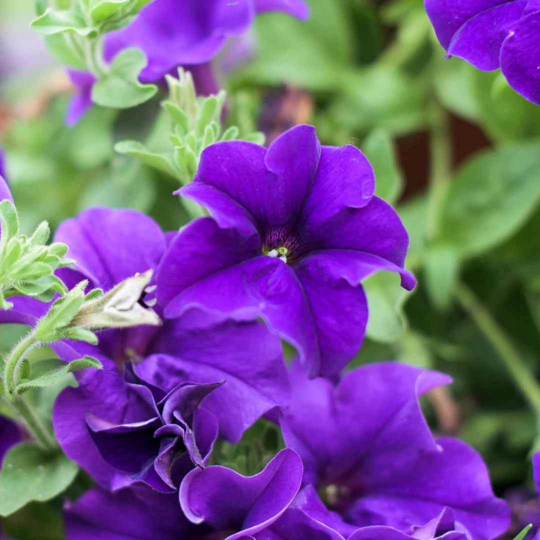 TriTunia™ Blue Hybrid Petunia