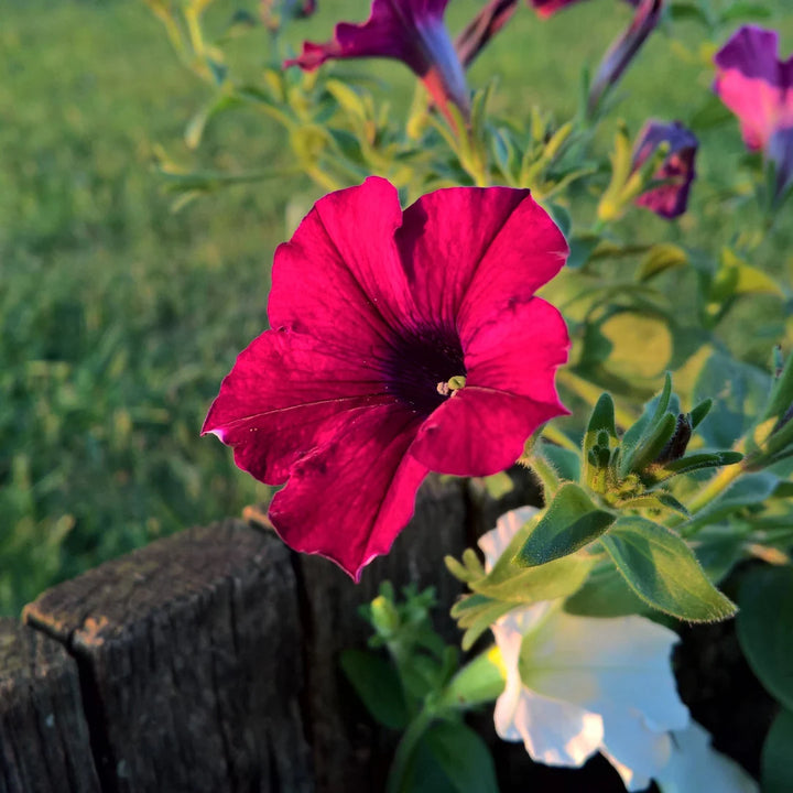 TriTunia™ Burgundy Hybrid Petunia