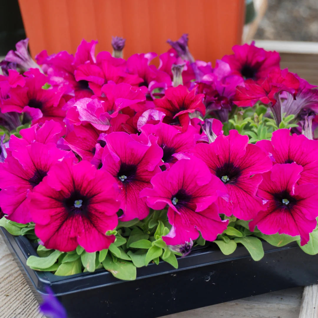 TriTunia™ Burgundy Hybrid Petunia