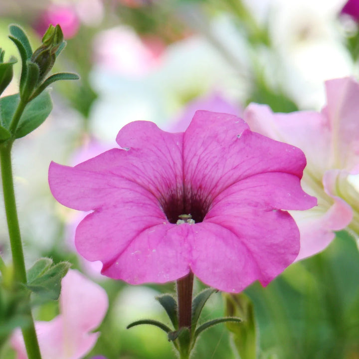 TriTunia™ Pink Hybrid Petunia