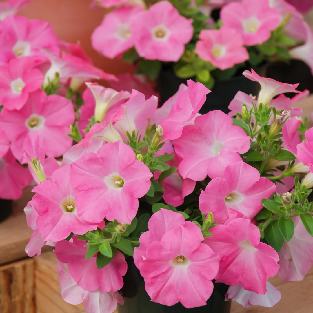 TriTunia™ Pink Hybrid Petunia