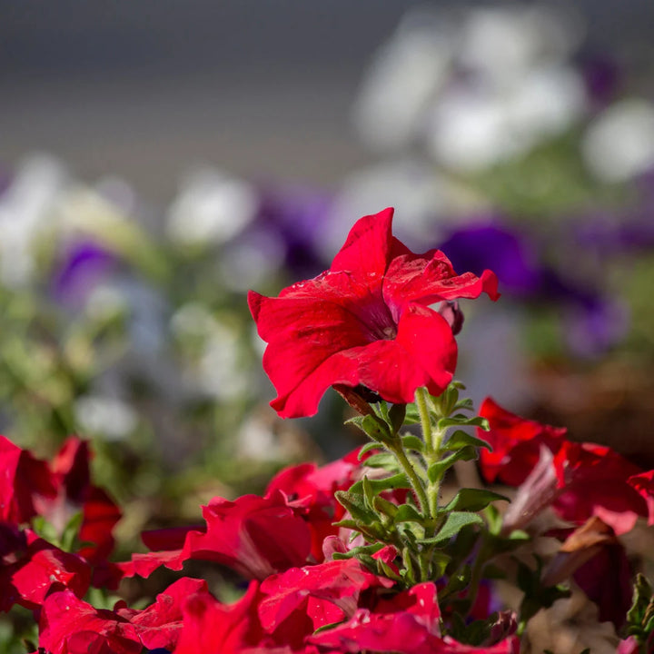 TriTunia™ Red Hybrid Petunia