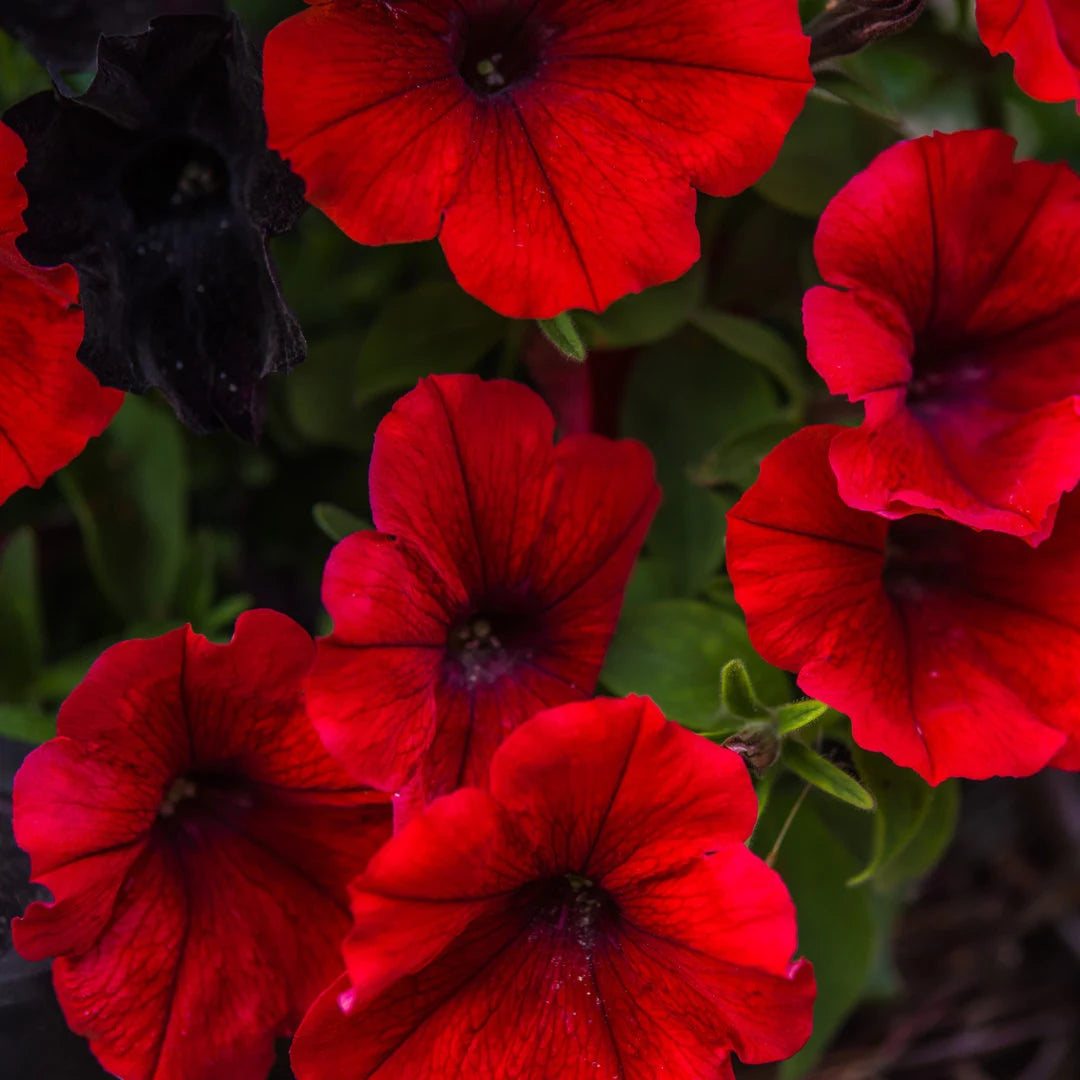 TriTunia™ Red Hybrid Petunia