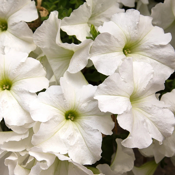 TriTunia™ Fresh White Hybrid Petunia