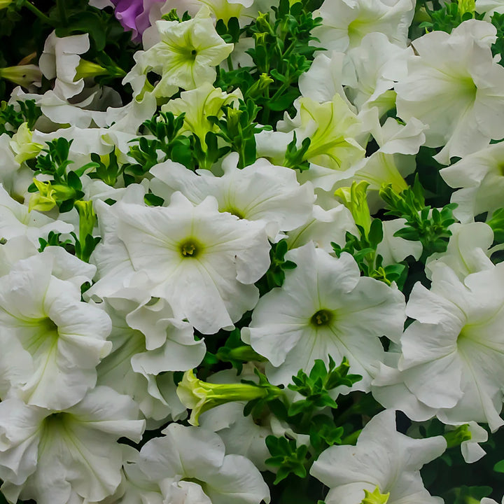 TriTunia™ Fresh White Hybrid Petunia