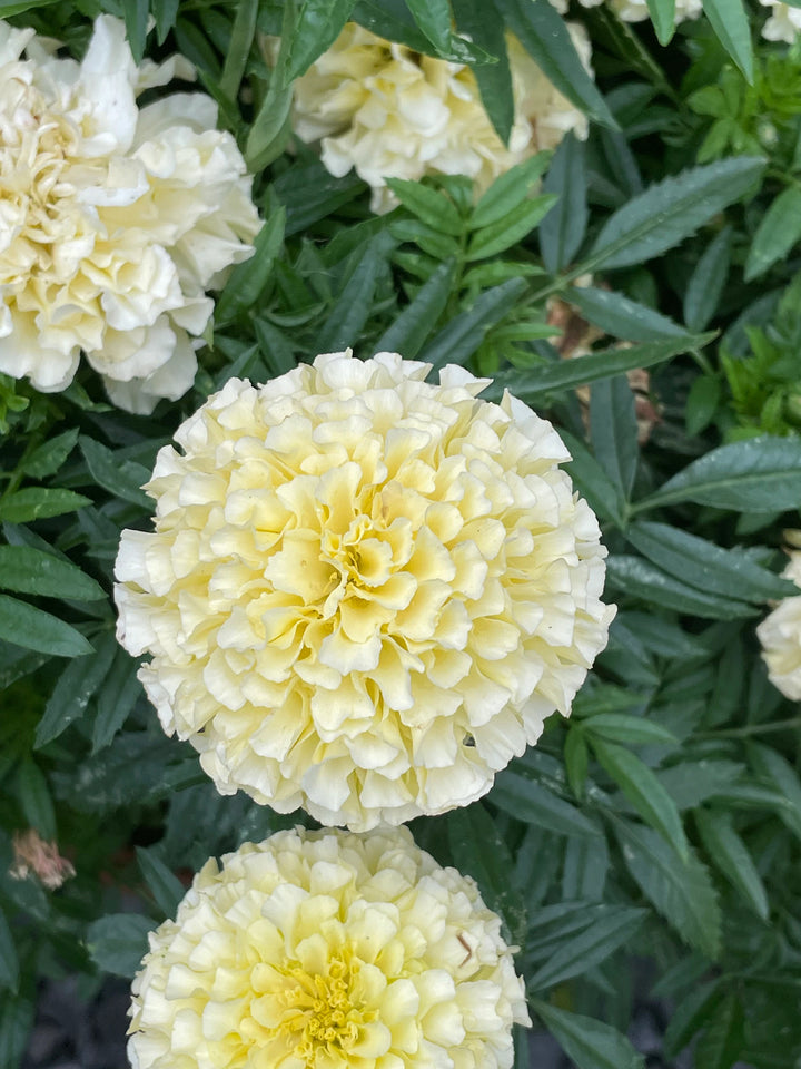 White Swan Marigold