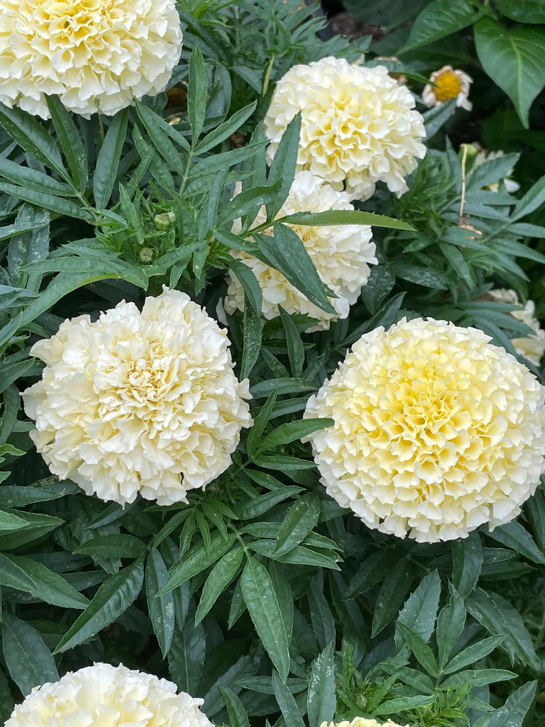 White Swan Marigold