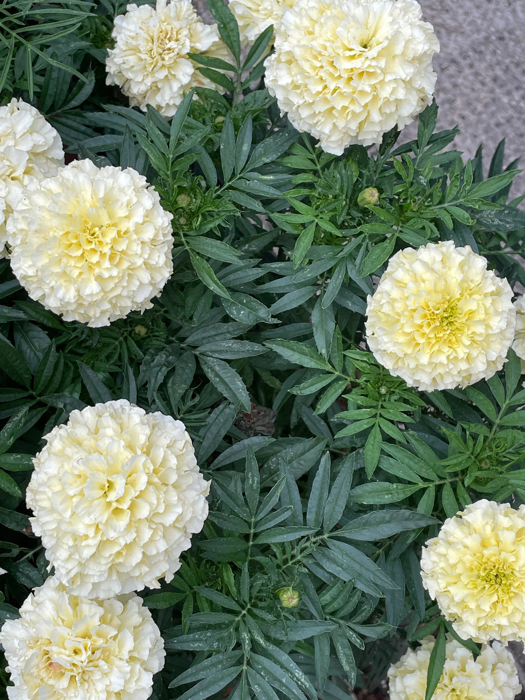 White Swan Marigold