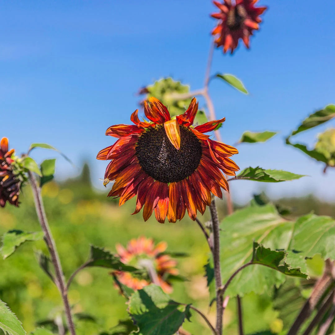 Velvet Queen Sunflower