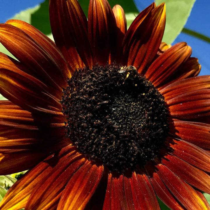 Velvet Queen Sunflower