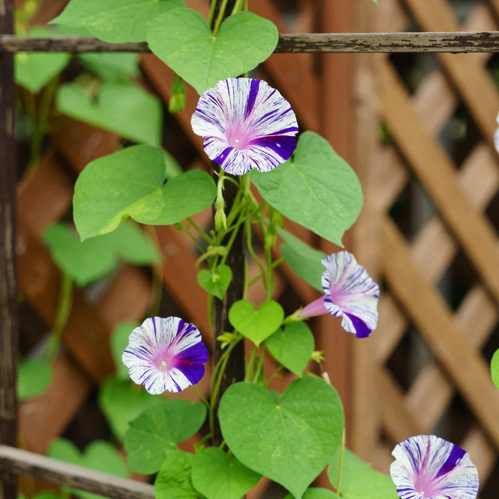 Venice Mix Morning Glory