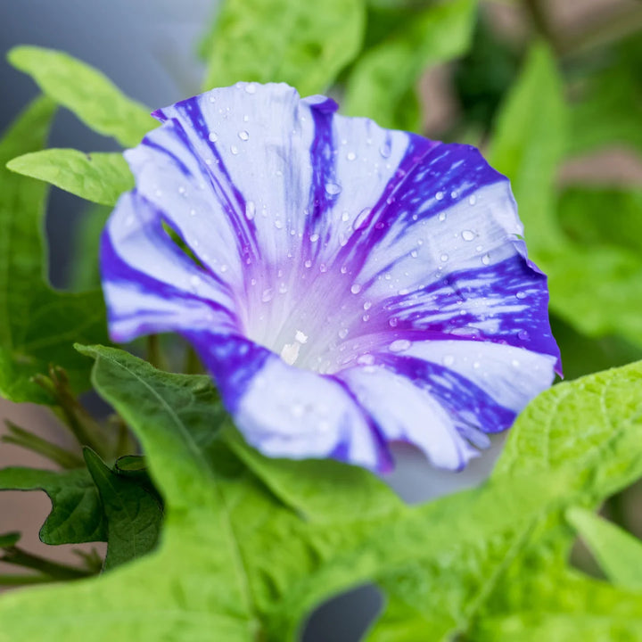 Venice Mix Morning Glory