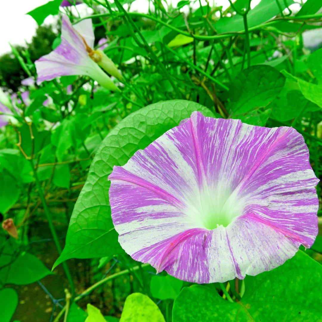 Venice Mix Morning Glory