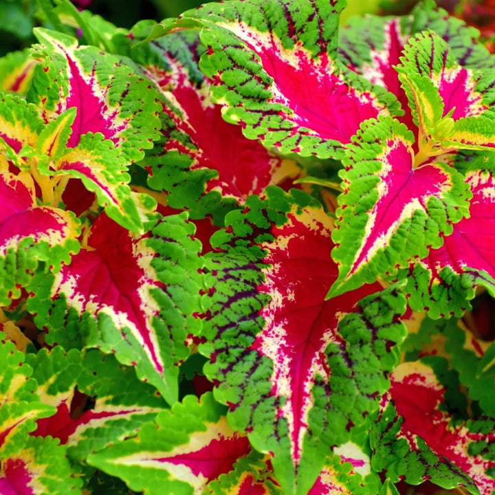 Watermelon Coleus