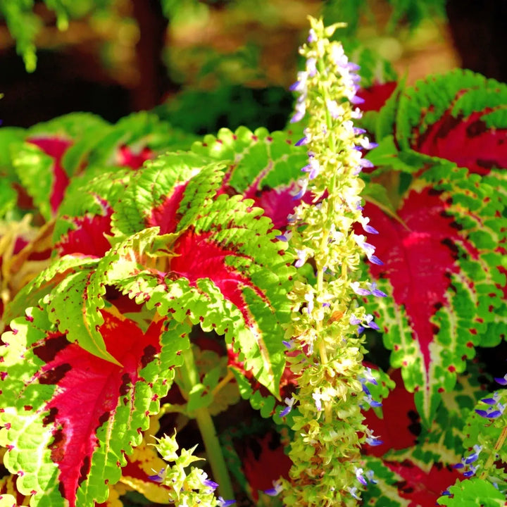 Watermelon Coleus