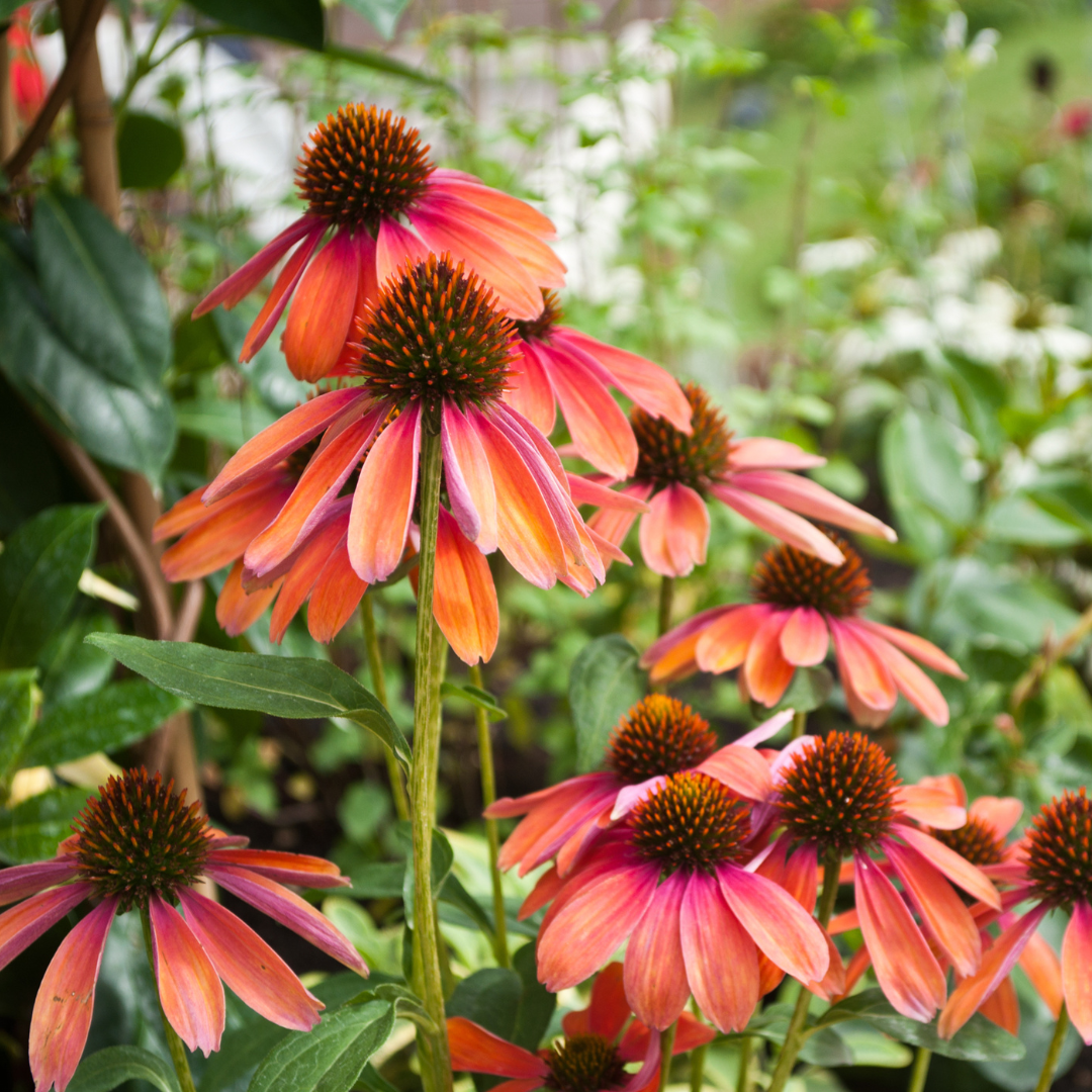 Echinacea Cheyenne Spirit