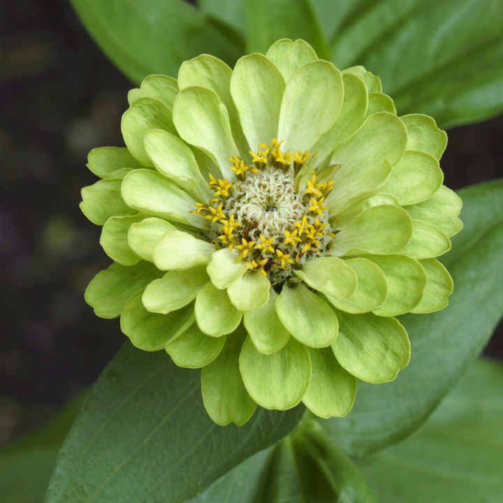 Envy Zinnia