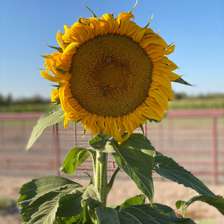 Mammoth Sunflower