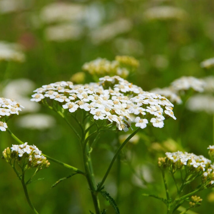 White Yarrow/Achillea