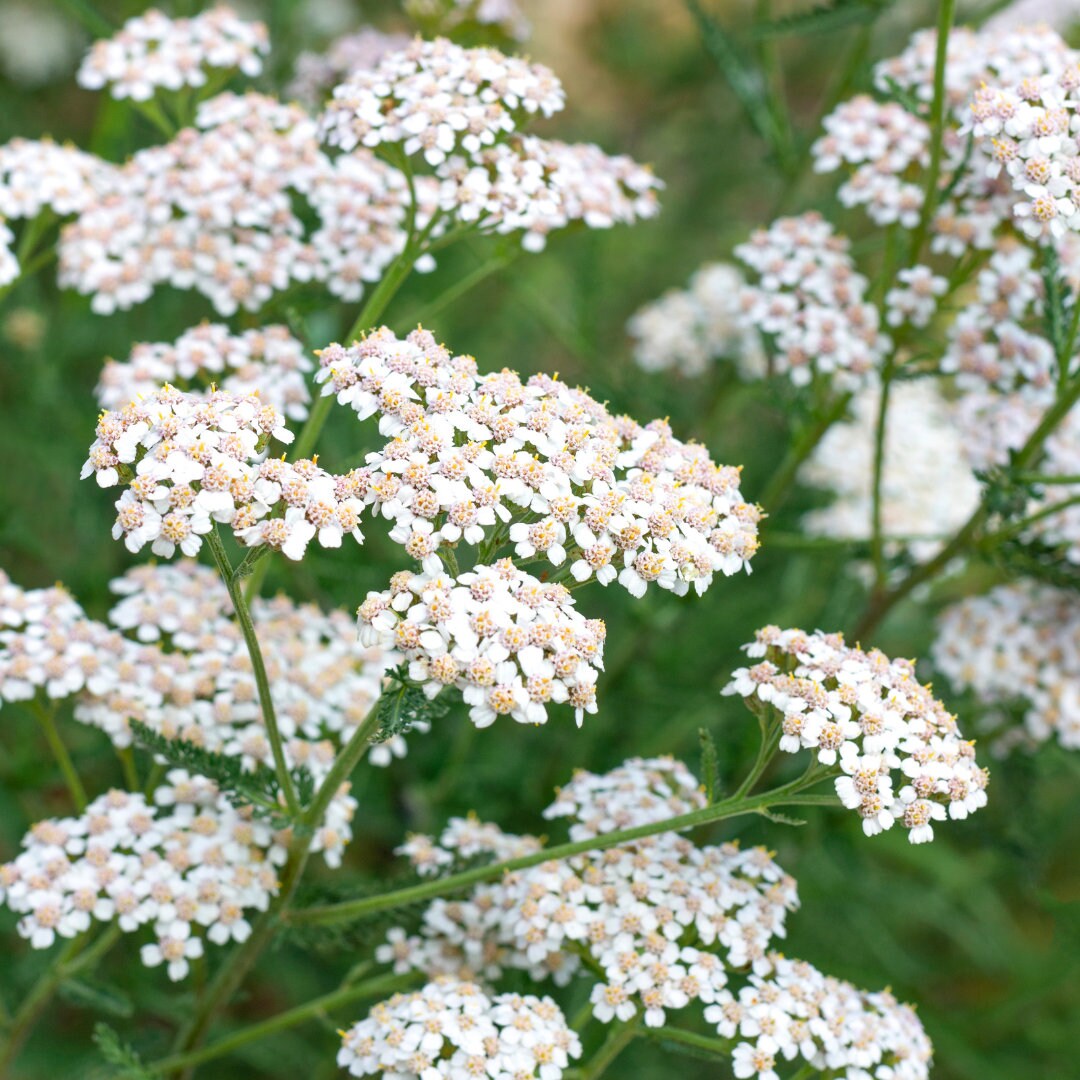 White Yarrow/Achillea