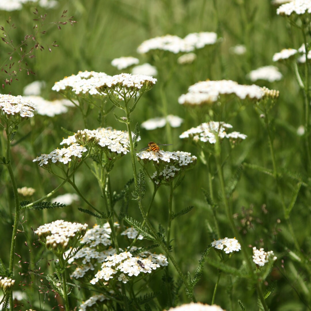 White Yarrow/Achillea