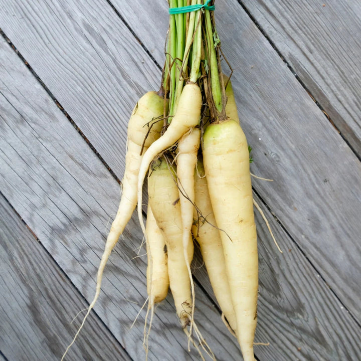 White Hybrid Carrot