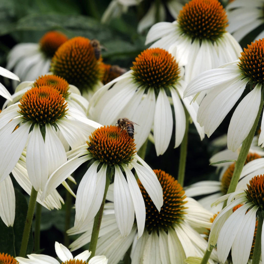 White Coneflower Echinacea