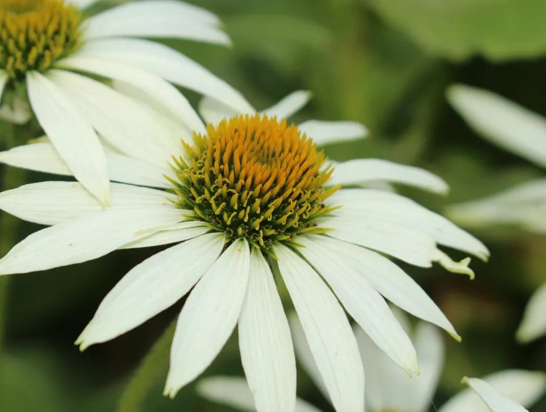 White Coneflower Echinacea