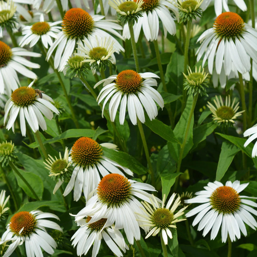 White Coneflower Echinacea