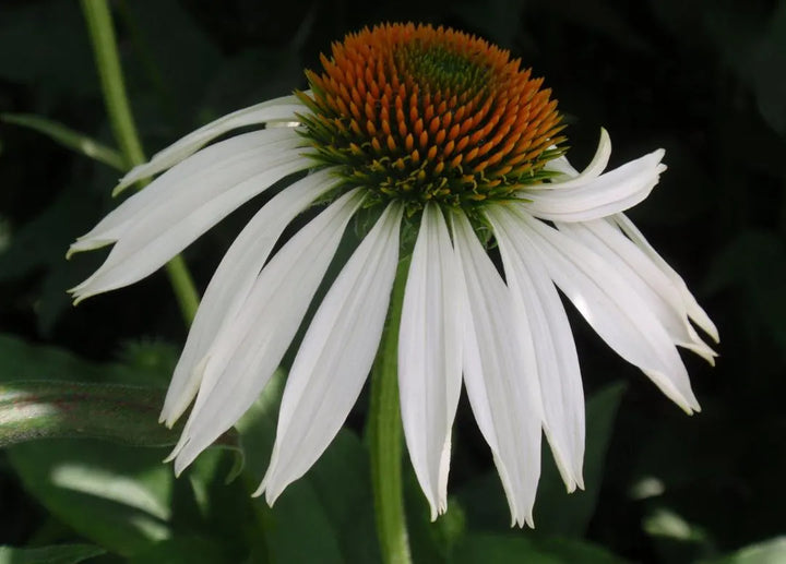 White Coneflower Echinacea