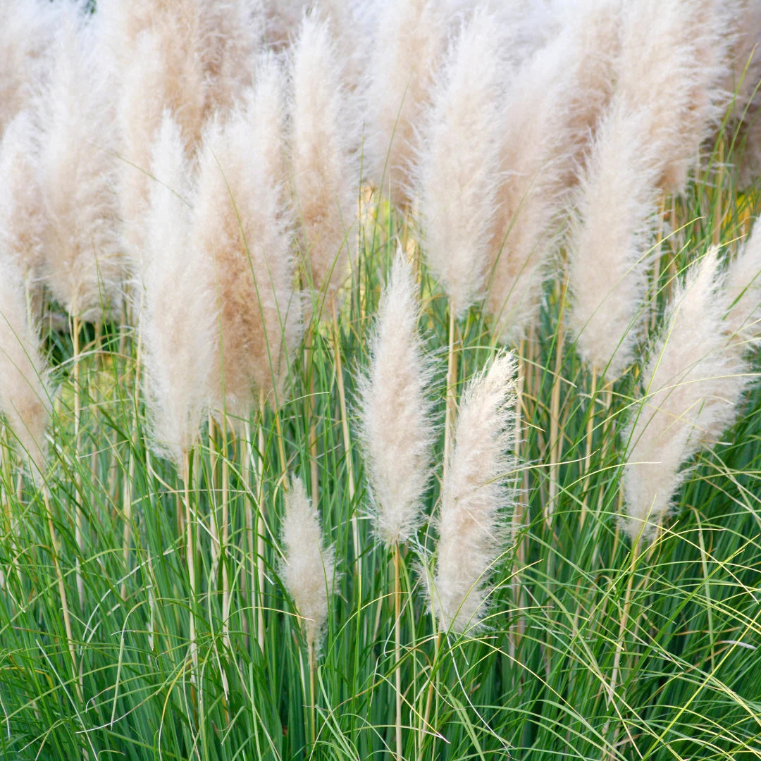 White Pampas Grass