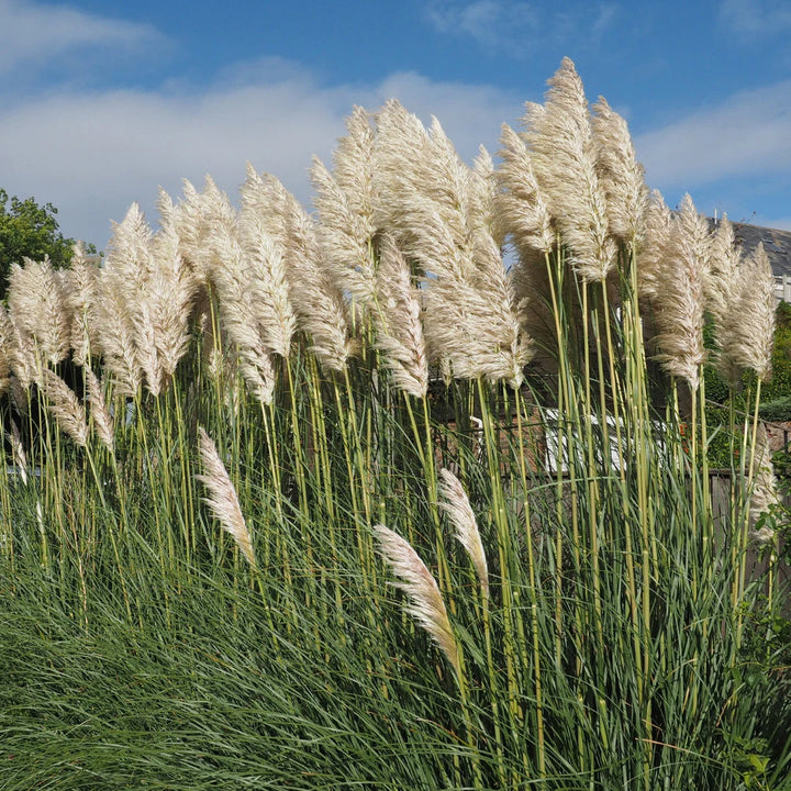 White Pampas Grass