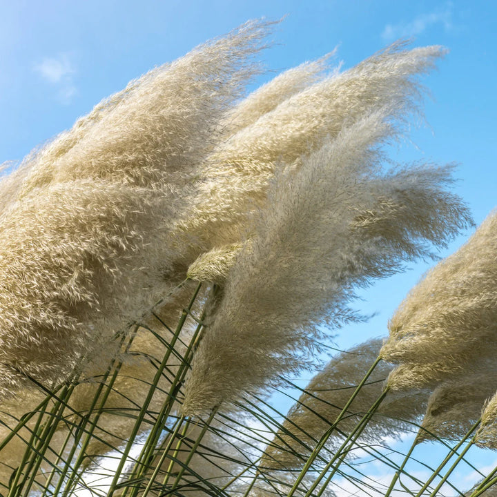 White Pampas Grass