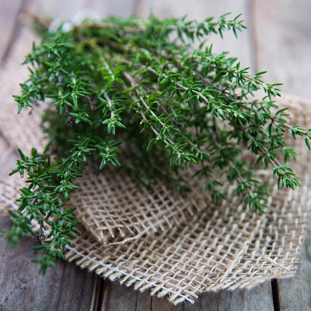 Winter Thyme