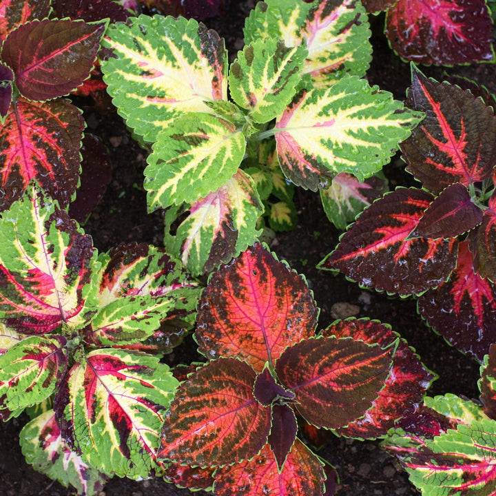 Wizard Select Mix Coleus