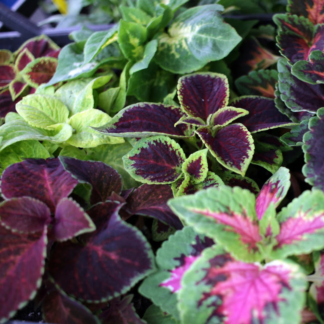 Wizard Select Mix Coleus