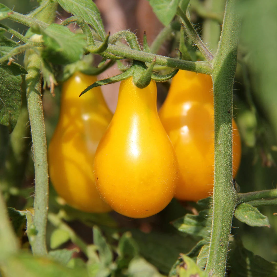 Yellow Pear-Shaped Tomato