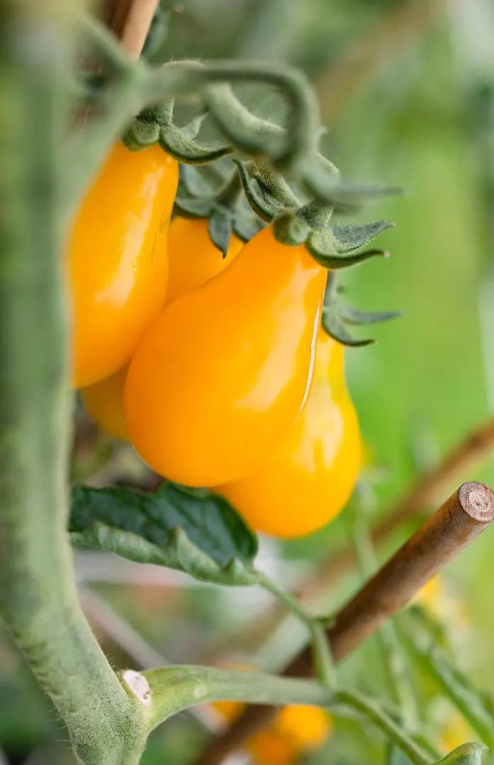 Yellow Pear-Shaped Tomato