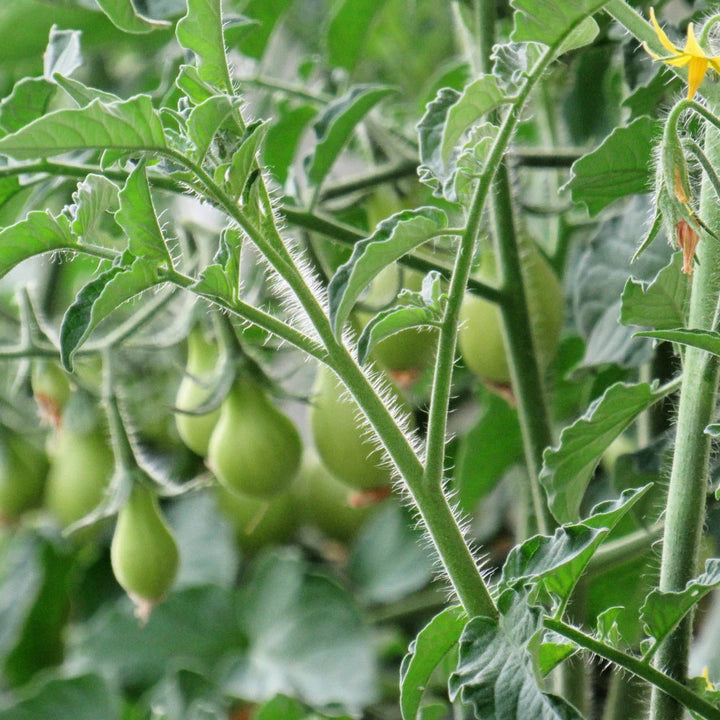 Yellow Pear-Shaped Tomato