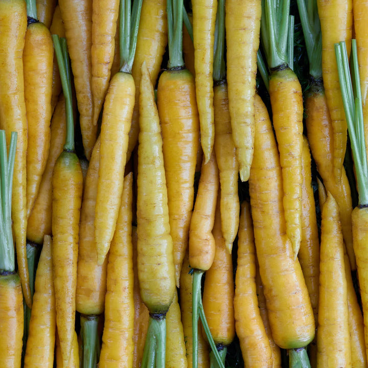 Yellow Hybrid Carrots